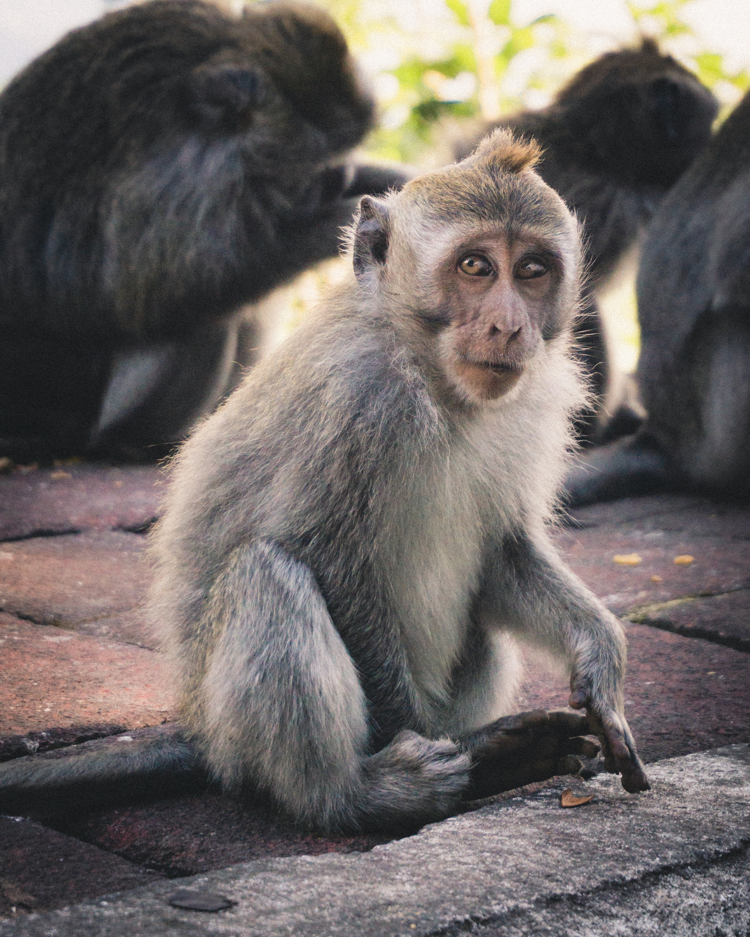 A monkey